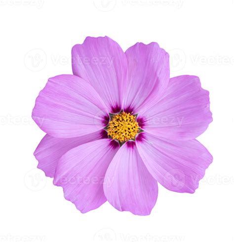 Cosmos flower Isolated on a white background. 10870449 PNG