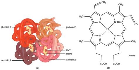 Difference Between Prosthetic Group and Coenzyme | Compare the ...