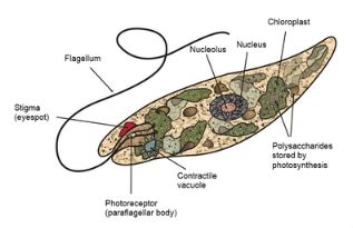 Protist Cell Structure Diagram