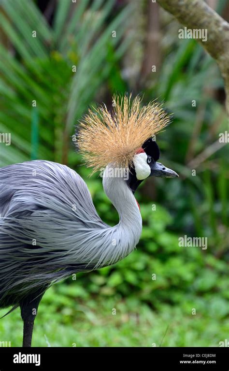 Kasuari bird, crested bird from java, bali and indonesia Stock Photo ...