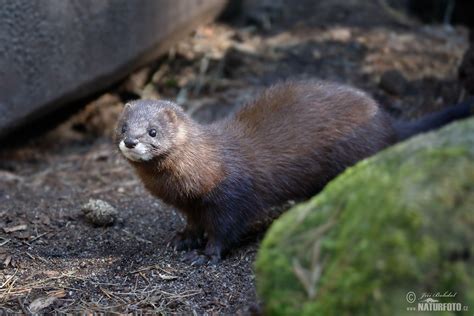 European Mink Photos, European Mink Images, Nature Wildlife Pictures ...