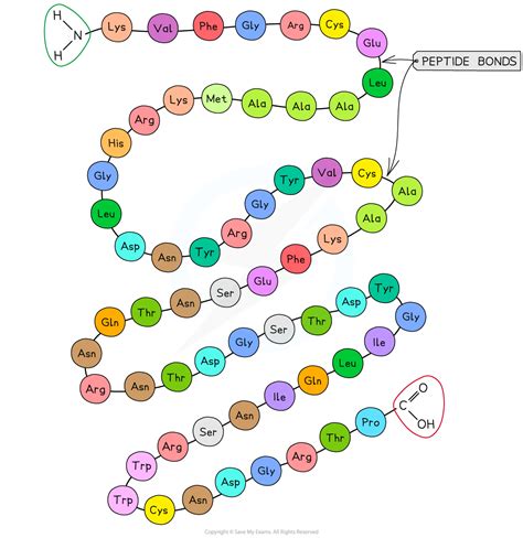 The Four Levels of Protein Structure (2.3.2) | CIE AS Biology Revision ...