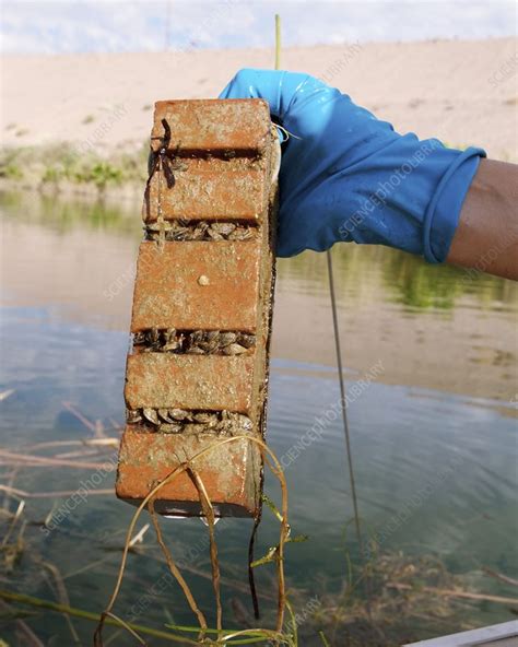 Quagga mussels - Stock Image - C022/7841 - Science Photo Library