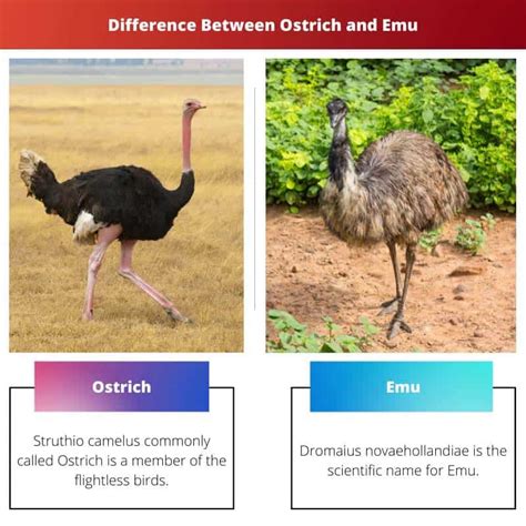 Ostrich vs Emu: Difference and Comparison