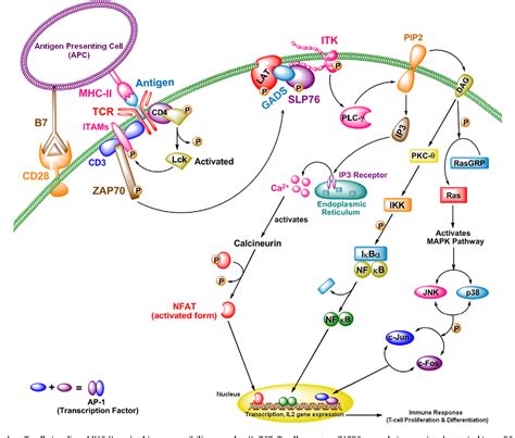 Figure 1 from Inhibitors of interleukin-2 inducible T-cell kinase as ...