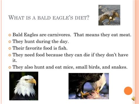 PPT - Bald Eagle PowerPoint Presentation - ID:3042104