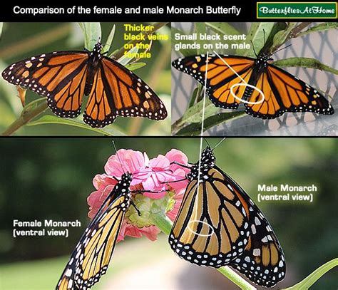 Identification guide to the female and male Monarch Butterfly, showing ...