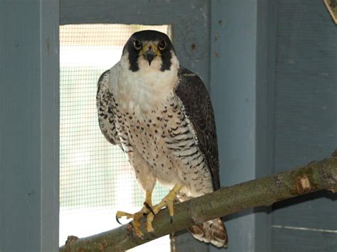 Peregrine Falcon Hunting Strategy - Alberta Institute For Wildlife ...