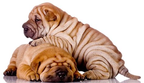 Pin by Rachel Parham on Things I love | Shar pei puppies, Shar pei dog ...