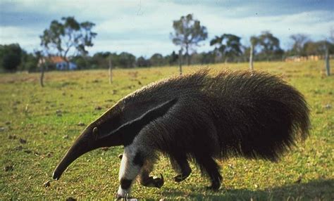 Anteater Facts: 20 Interesting Facts about Anteater