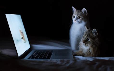 Cat Desktop Wallpaper Hd