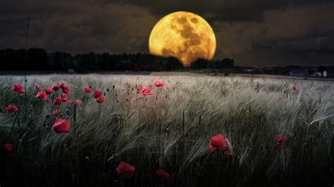 nature, Moon Wallpapers HD / Desktop and Mobile Backgrounds