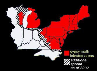 Gypsy Moth Map