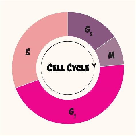 Phases of the cell cycle 6894530 Vector Art at Vecteezy