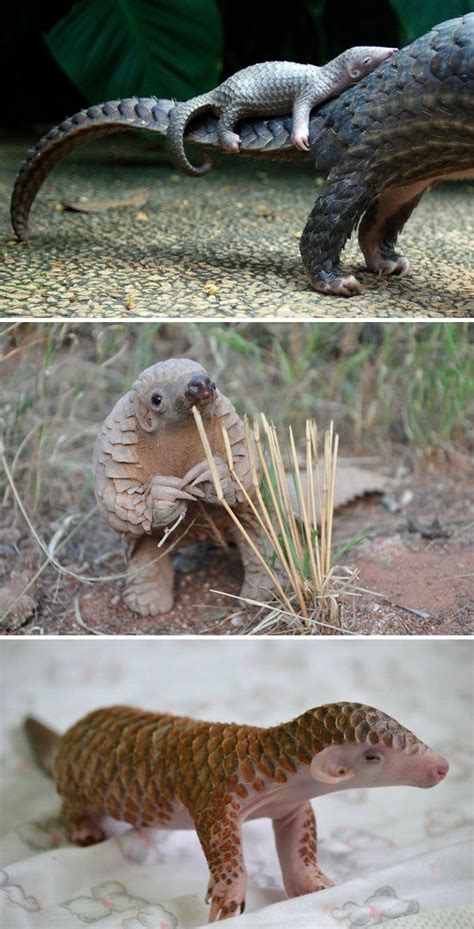 Baby Pangolin