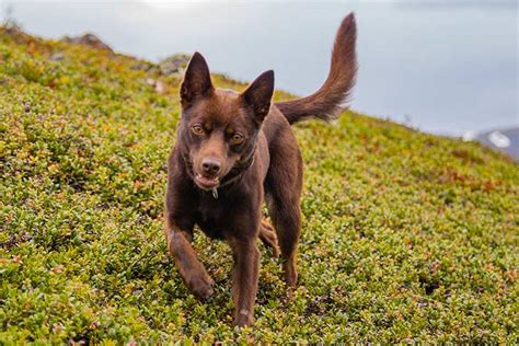 Australian Kelpie Puppies For Sale