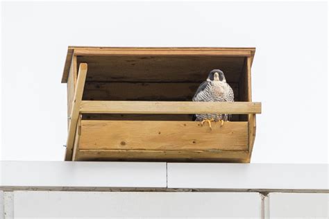 Peregrine Falcon Nesting Box | UP Health System - Marquette