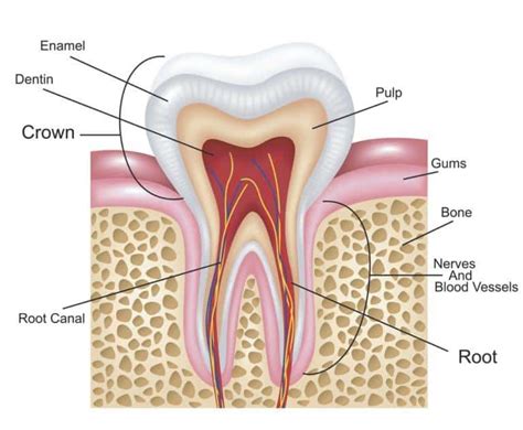 Root Canal Treatment