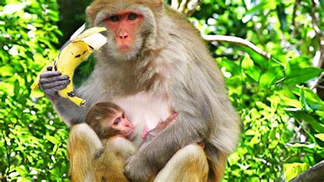 Wild Monkey eating Banana: Cute Pets and Animals Compilation - YouTube