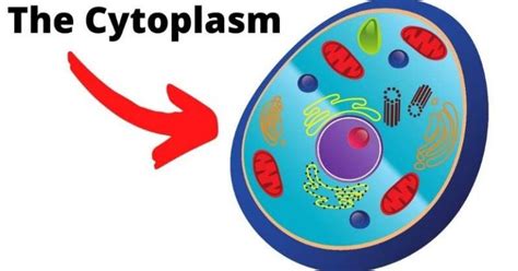 What Does Cytoplasm Do In A Plant Cell? It Holds Everything Together ...