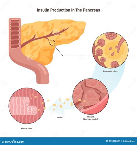 Mechanisme Voor Insulineproductie. Pancreas Bcellen Afgifte Insuline ...