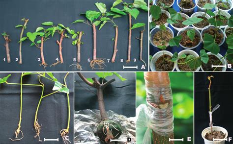 How to propagate roses from cuttings - Craftygoldenmom