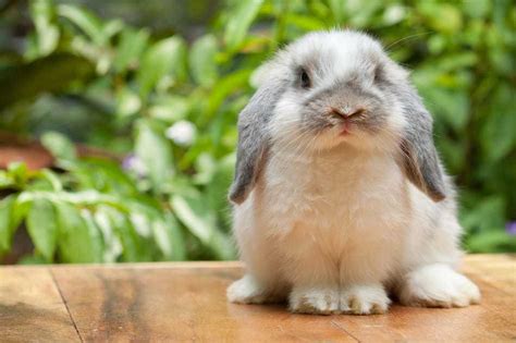 14 Reasons You Should Get a Holland Lop Rabbit as a Pet – Rabbit Informer