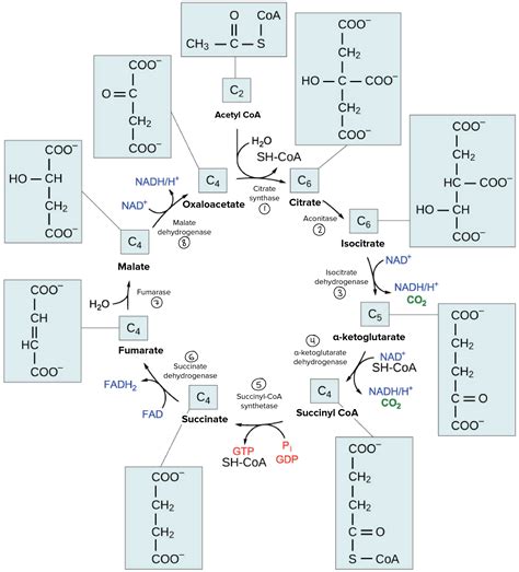 The Image Below Shows The Reactions Of The Citric Acid Cycle Label The ...