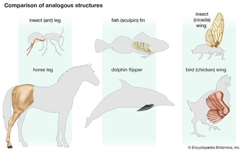 Top 189+ Study of the structure of animals - Merkantilaklubben.org