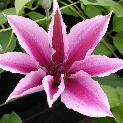 Clematis Yuan | Brushwood Nursery, Clematis Specialists