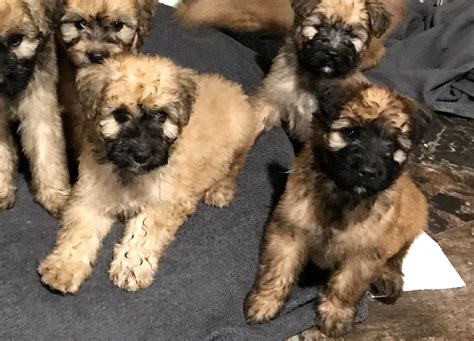 Bouvier des Flandres Puppies For Sale | Hastings, MI #237333