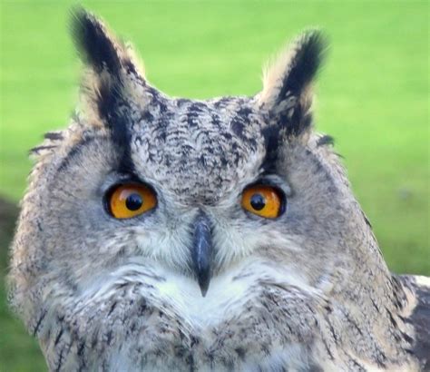 Eagle (Owl) Eyes | Turkmenian Eagle Owl | Chris Waugh | Flickr