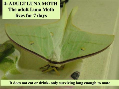 Luna moth life cycle