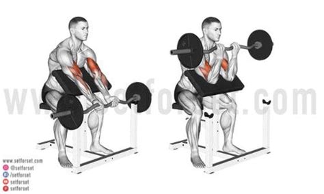 Preacher Curl: Correct Form & 10 Best Variations - SET FOR SET