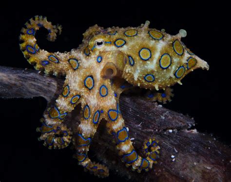 Blue-Ringed Octopus Facts, Habitat, Life Cycle, Venom, Pictures