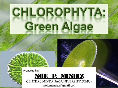 Chlorophyta