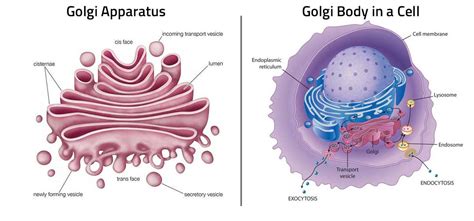 View Golgi Apparatus In Plant Cell Background - Plant Phrase