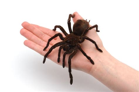 Goliath Birdeater - Facts and Beyond | Biology Dictionary