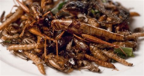 List of edible insects - Small Stock Foods