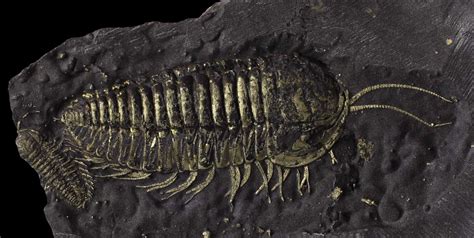 Rarely seen trilobite legs and antennae preserved in pyrite via Cardiff ...