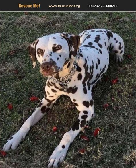 ADOPT 23120100210 ~ Dalmatian Rescue ~ Southern CA, CA