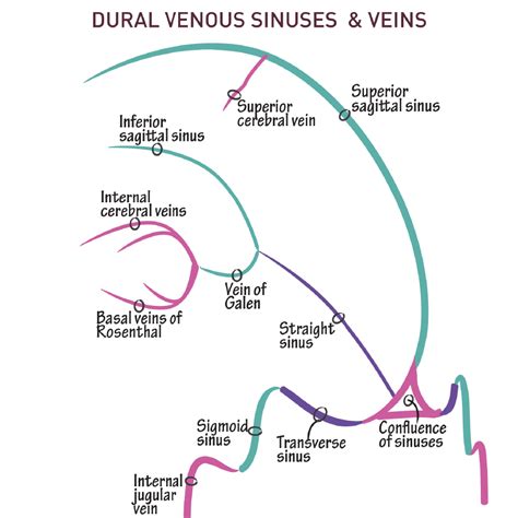 Neuroanatomy Glossary: Cisterns, Sinuses, & Veins | ditki medical ...