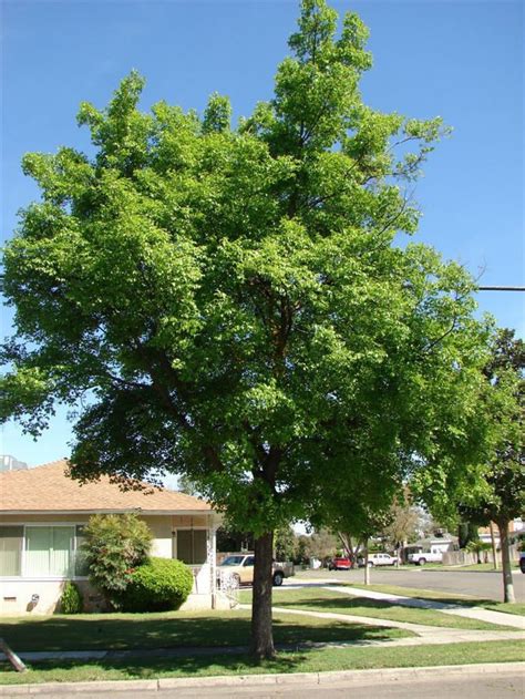 Celtis sinensis - Alchetron, The Free Social Encyclopedia