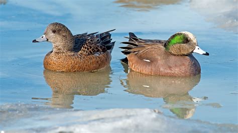 American Wigeon | Audubon Field Guide