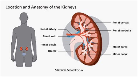 Kidneys: Location, function, anatomy, pictures, and related diseases