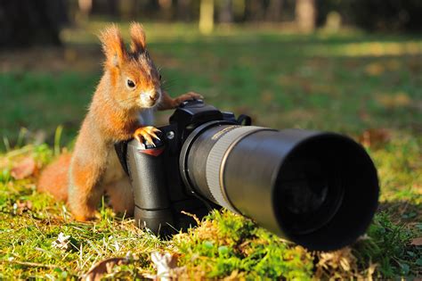 Tips for Birding and Wildlife Photography | B&H eXplora