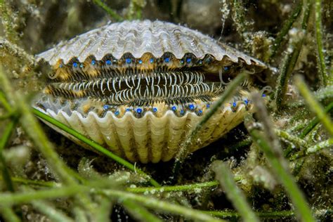 The eyes of a Sea Scallop | Ocean creatures, Scallops, Sea shells