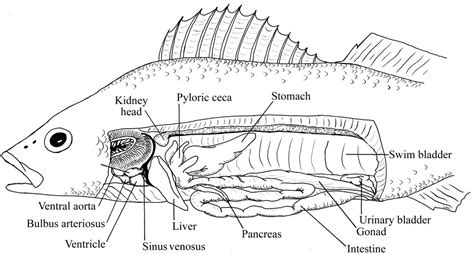 Yellow Perch Anatomy