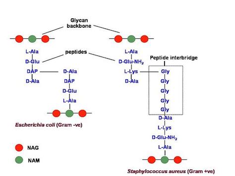 Peptidoglycan Structure In Gram Positive Bacteria