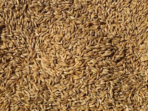 Barley seeds, Hulled barley, Barley grass